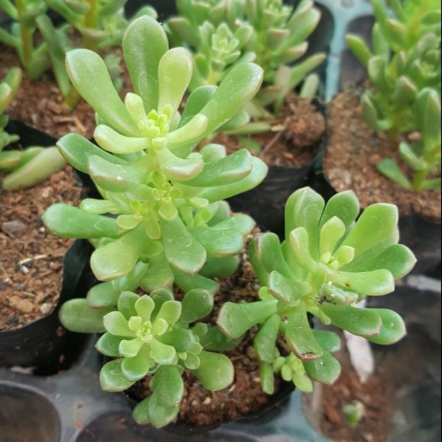Combo 03 Sen đá Sedum kẹo- Hàng thuần, siêu dễ trồng, LỖI 1 ĐỔI 1