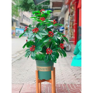 cây giả hoa giả - cây kim ngân lượng trang trí hút tài lộc