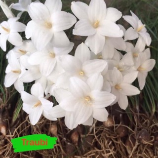 Huệ mưa traubi thơm(gửi củ mẹ như hình)