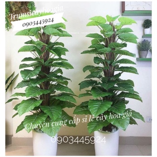 Cây trầu bà cao 1m6 có 63 lá không kèm chậu - Cây giả