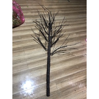 thân cây cổ ~140 cm