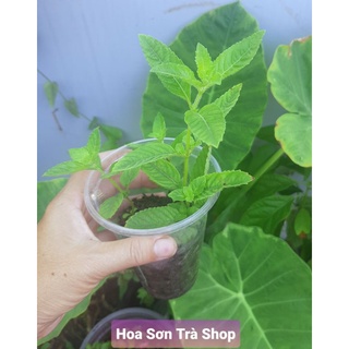 (Từ Q.8 - chỉ giao Hỏa tốc) Cây giống SƯƠNG SÁO.