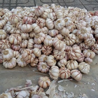 Củ tỏi làm gia vị ( 1kg )