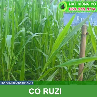 Hạt giống cỏ Ruzi - Cỏ chịu dẫm đạp (gói 50g) - Hạt giống Cỏ Chăn Nuôi Trâu,bò,lợn,gà,cá...