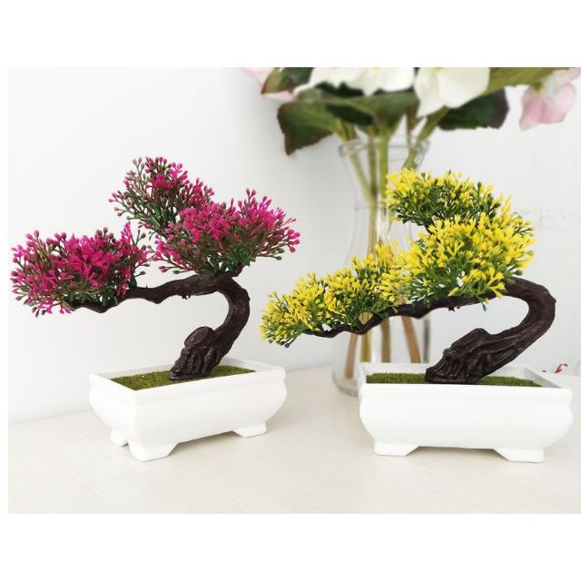 1 chậu cây cảnh mini.