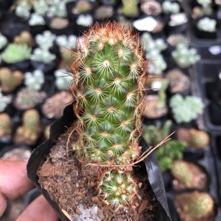 Xương rồng trụ vàng