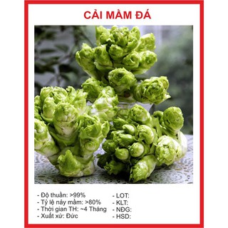 Hạt giống Cải Mầm Đá 0.2gr ~40 hạt