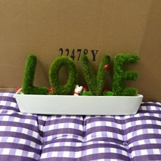 Chậu cây cỏ xù chữ Love