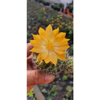 XƯƠNG RỒNG MÓC CÂU HOA VÀNG