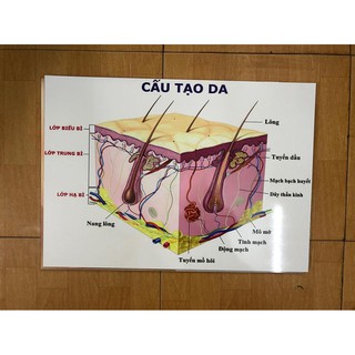 COMBO 3 TRANH FILLER(50x70) và BỘ SPA 6 TRANH
