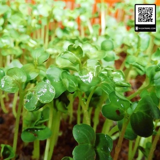 Hạt giống rau mầm cải ngọt - Gói 100g