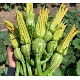 Gói 20 hạt giống rau bí siêu nụ