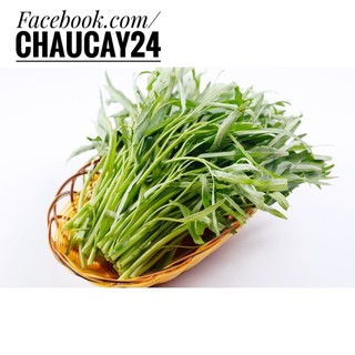Hạt Giống Rau Muống Lá Tre (50-100gr) Dễ Trồng, Năng Suất Cao