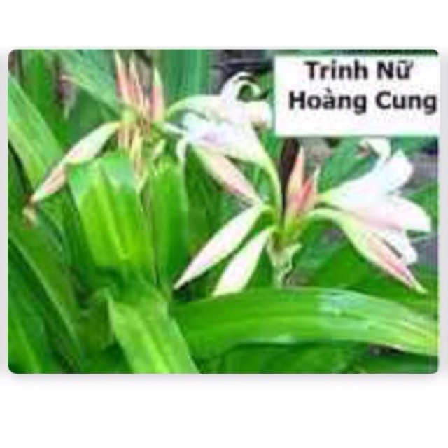 Trinh nữ hoàng cung