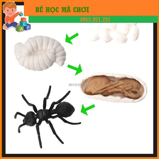 Mô hình Vòng đời của KIẾN - Ant life cycle