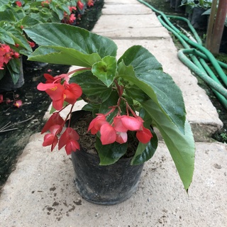Cây hoa thu hải đường rủ, chiều cao 20cm hoa đỏ nở rộ cực bắt mắt sinh trưởng phát triển tốt trang trí cảnh quan