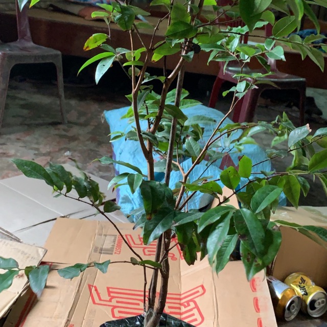 Cây nho thân gỗ