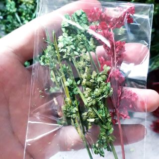 Cỏ noel khô xanh lá và đỏ.