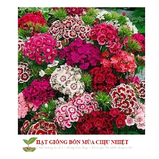 Gói 20 hạt giống hoa cẩm chướng chùm mix ĐẾN MÙA TRỒNG TẾT