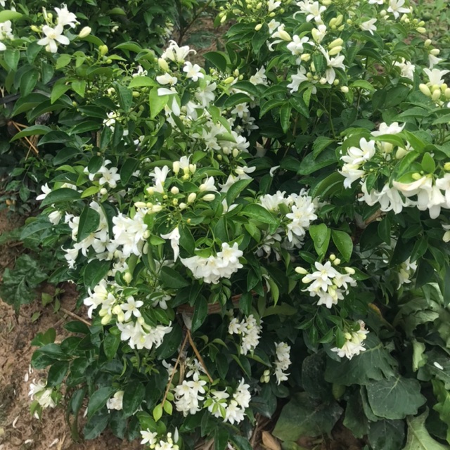 5 Cây hoa nguyệt quế