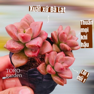SEN ĐÁ ĐÁ NÂU ĐÀ LẠT SIZE BÉ, SIÊU KHOẺ ĐẸP, THUẦN MỌI KHÍ HẬU, HƯ 1 ĐỔI 1
