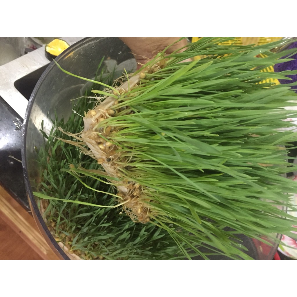 1Kg Hạt Giống Cỏ Lúa Mì – Hạt Mầm Wheatgrass Sạch Trồng Tại Nhà, Dễ Nảy Mầm, Làm Nước Ép Giải Độc