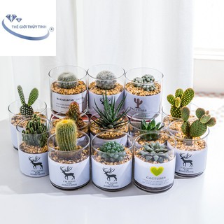 FREESHIP TOÀN QUỐC 50K - LỌ HOA THỦY TINH TRANG TRÍ D10CM*H10CM