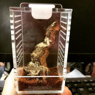 Hộp nuôi nhện, Tank 6-5-10cm nhện cây