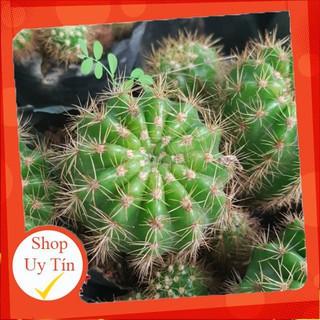 Xương rồng bí xanh nhỏ |FREESHIP|  XỨ NÓNG, ĐÃ THUẦN KHÍ HẬU, KHOẺ ĐẸP  LỖI 1 ĐỔI 1