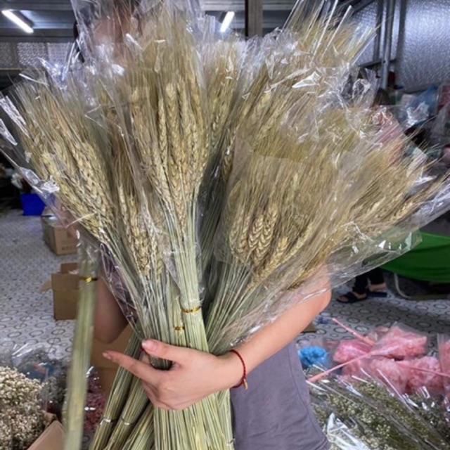 Lúa mạch màu tự nhiên ( bó 50 cành)