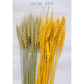 Hoa khô Decor nhà cửa ❤️FREESHIP❤️ Hoa Lúa mạch khô retro vinatge, trang trí cưới
