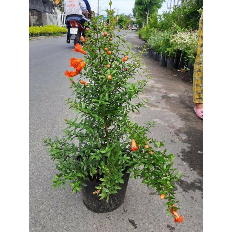 Cây 🌲 Lựu thái đỏ....... đang trái