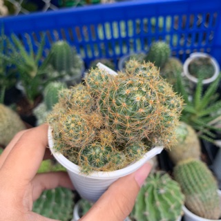 XƯƠNG RỒNG CÚT NÂU