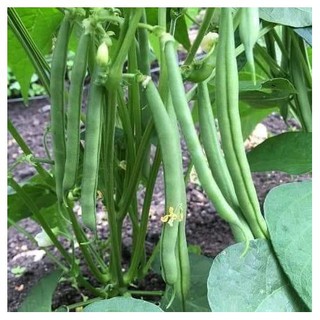 [Seeds] Hạt giống Đậu Cove bụi lùn, đóng gói 20gr