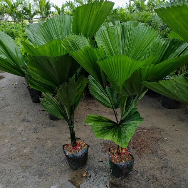 Chậu nhựa mềm Kè Nhật size đại