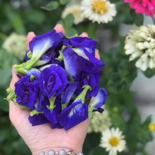 20 hạt giống hoa đậu biếc
