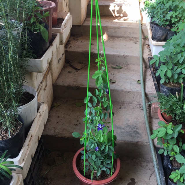 Que sắt buộc cây (1 que)