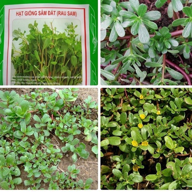 Hạt giống  sâm đất ( rau sam ) - Gói 0,2gram