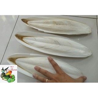 1 miếng nan mực cho vẹt