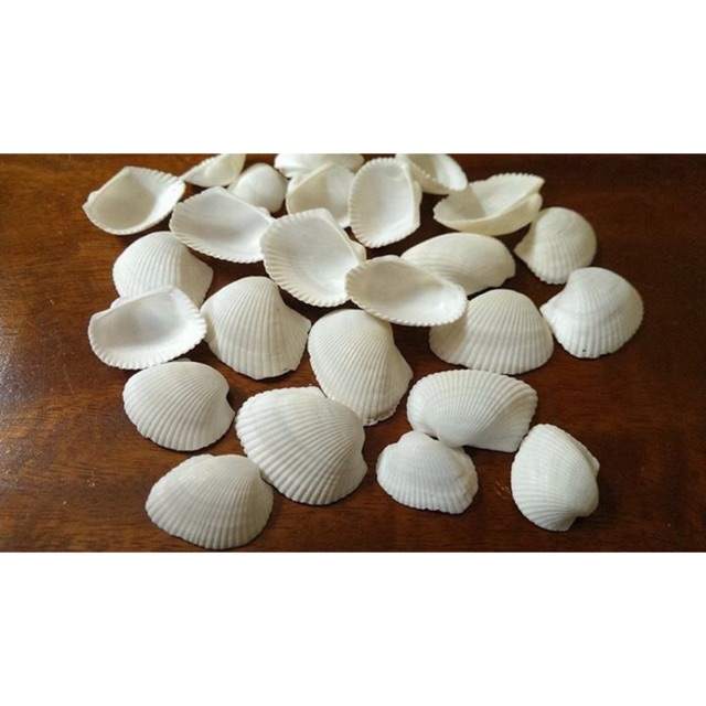 Vỏ sò lông 100gr