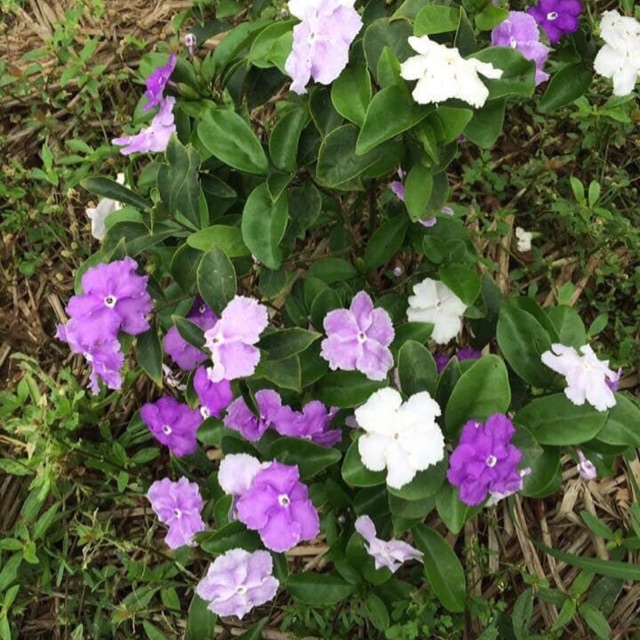 Cây hoa nhài nhật