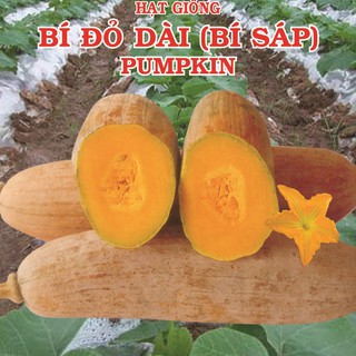 Hạt Giống Bí Sáp Lai F1 1gr