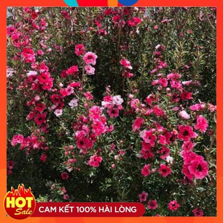 Cây hoa nhất chi mai Đà lạt size lớn hơn 45 cm đã có hoa
