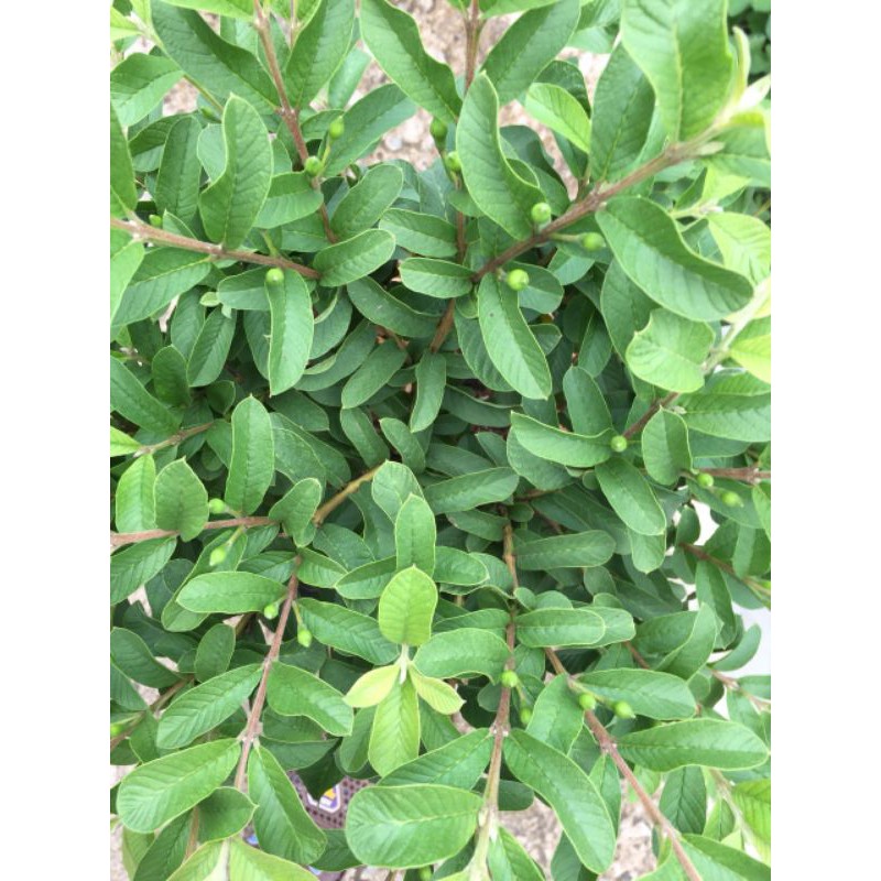 Cây 🌲 Ổi xá lị (đang hoa đang trái)
