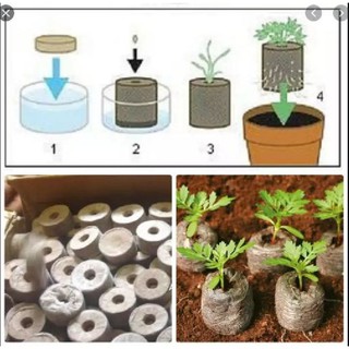 Viên nén ươm hạt xơ dừa (10 viên)