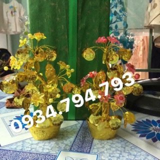 Cây tài lộc chữ phước nhỏ cao 20cm