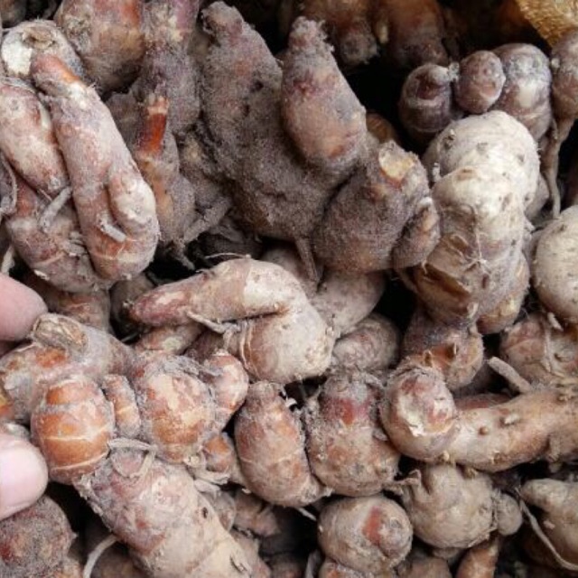 500g Củ Địa liền