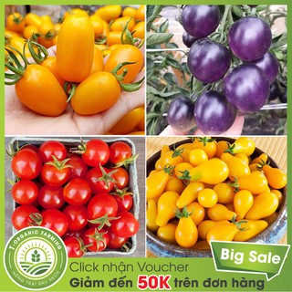 Túi 50 Hạt Giống Cà Chua Bi Mini (Đỏ, Tím, Cherry Vàng, Hồ Lô)