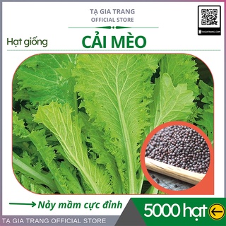 Hạt giống rau cải mèo - Shop hạt giống Tạ Gia Trang