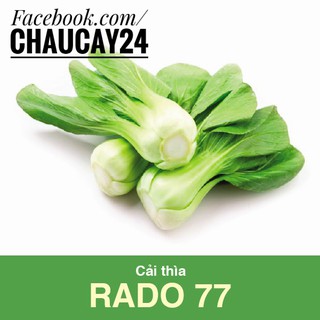 Cải thìa hay cải chíp (20 gr) Hạt giống Rau Dễ Trồng, Năng Suất Cao